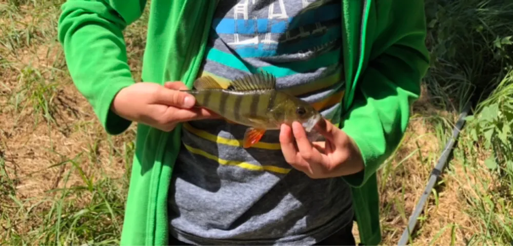 Flussbarsch