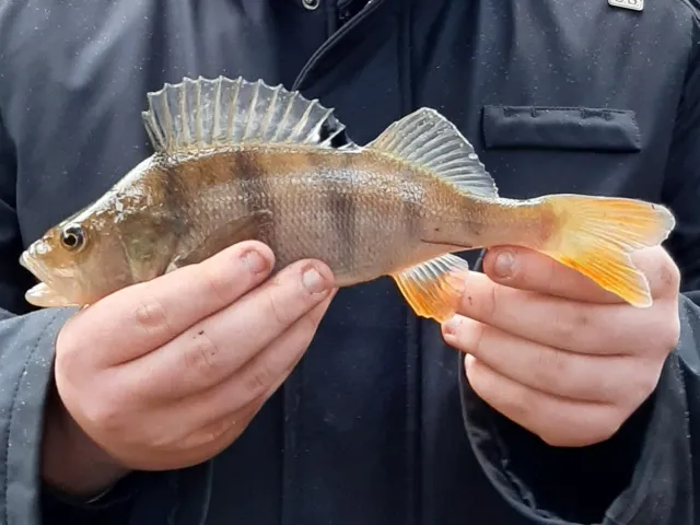 Flussbarsch