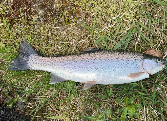 Regenbogenforelle