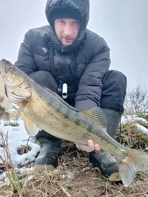 Zander