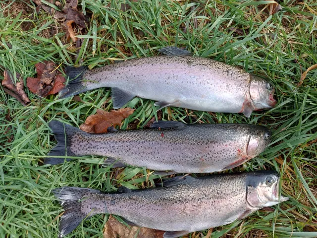 Regenbogenforelle