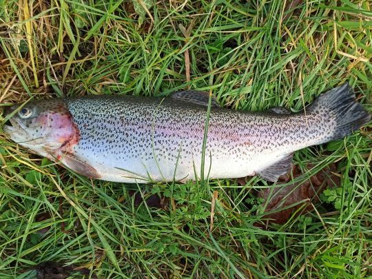 Regenbogenforelle
