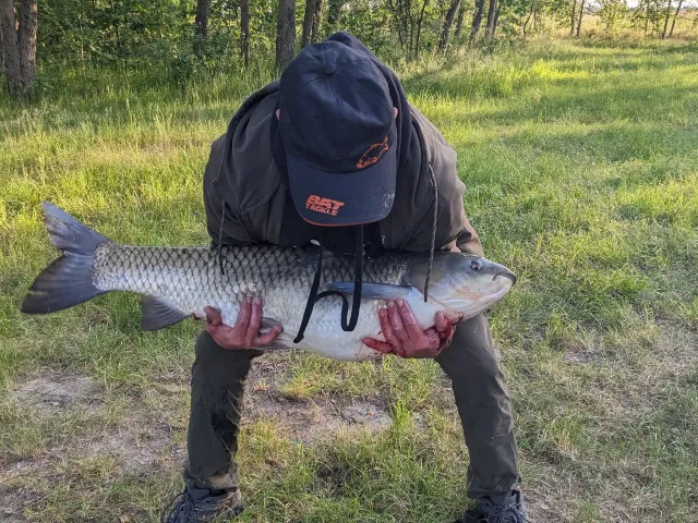 Graskarpfen