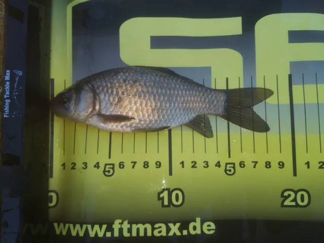 Giebel