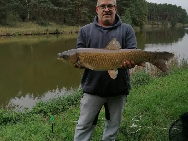Graskarpfen