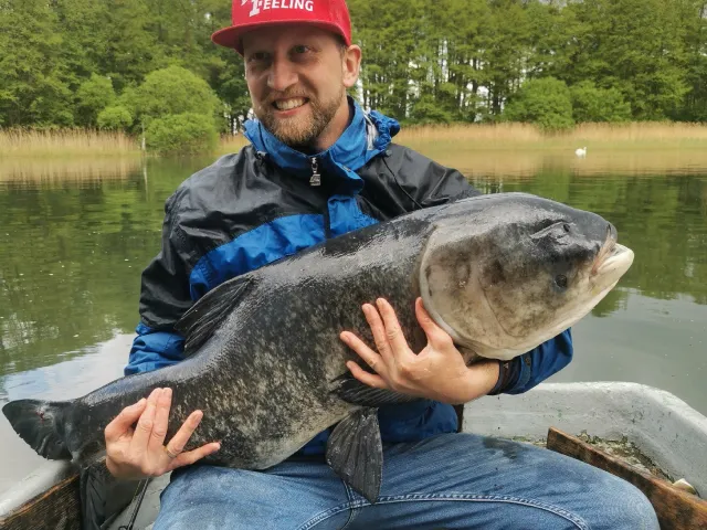 Marmorkarpfen
