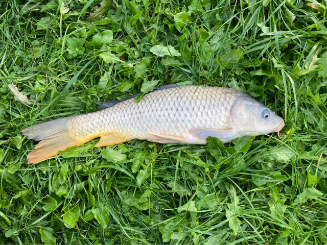 Karpfen