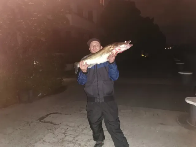 Zander