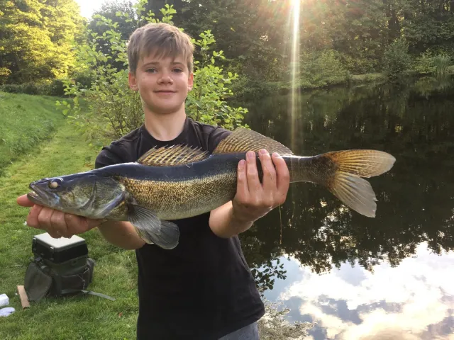 Zander