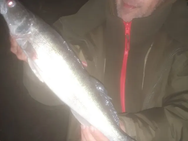 Zander