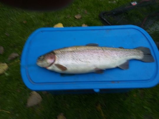 Regenbogenforelle