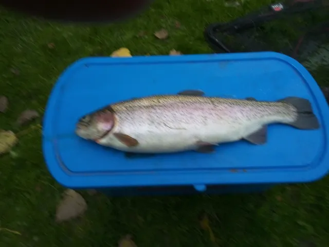 Regenbogenforelle