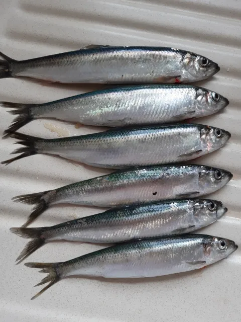 Hering