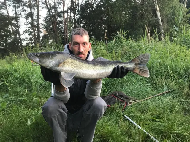 Zander