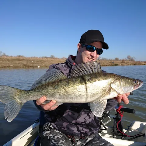 Zander