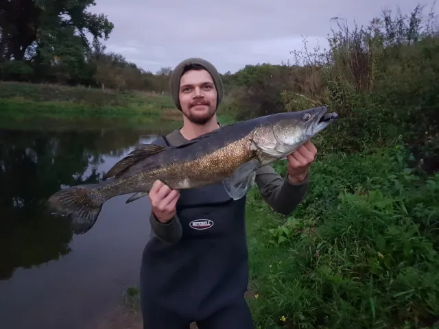 Zander