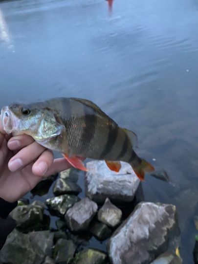 Flussbarsch