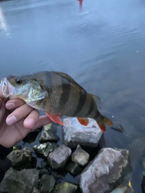 Flussbarsch