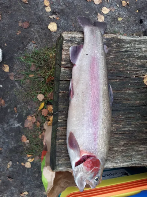 Regenbogenforelle