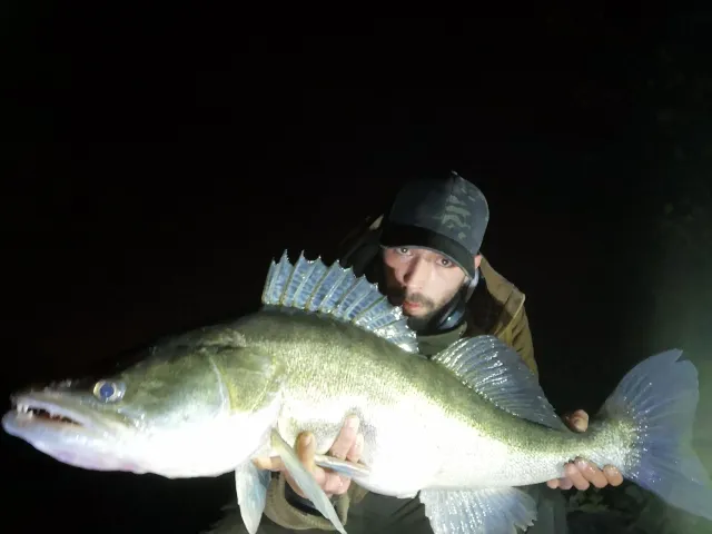 Zander