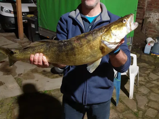 Zander