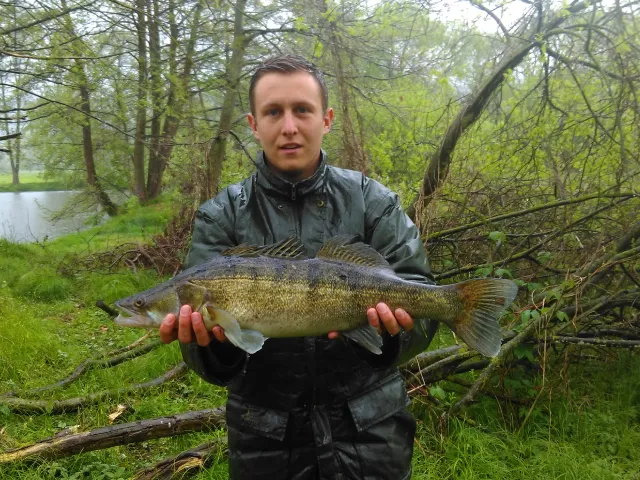 Zander