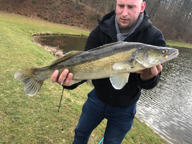 Zander