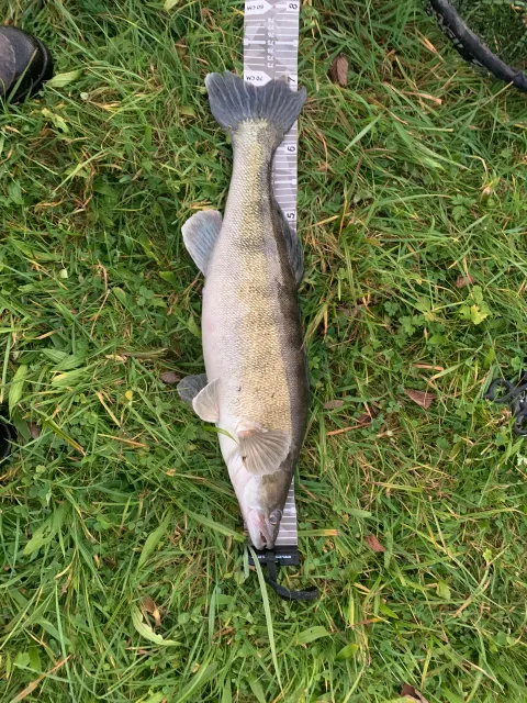 Zander