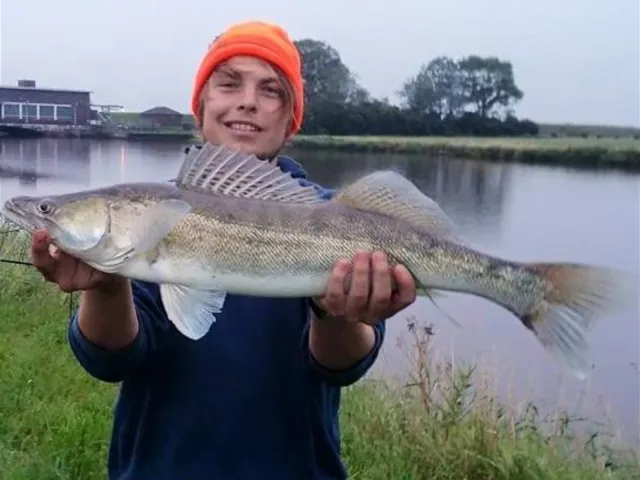 Zander