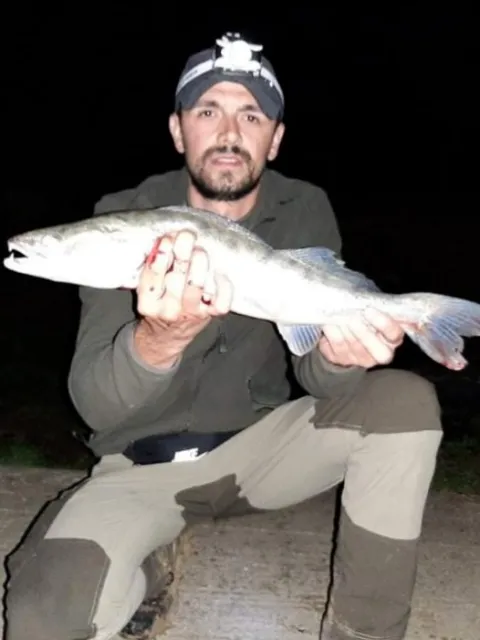Zander