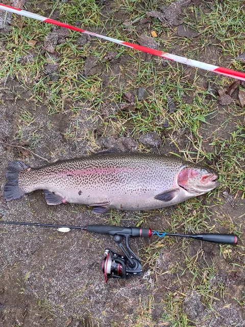 Regenbogenforelle