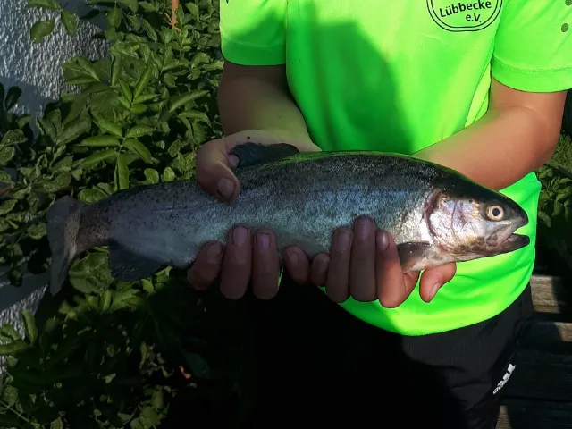 Regenbogenforelle
