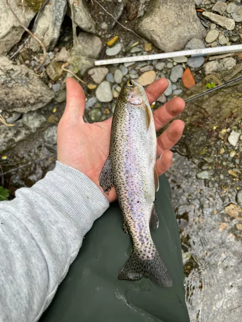 Regenbogenforelle