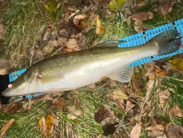 Zander