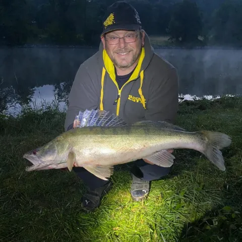 Zander
