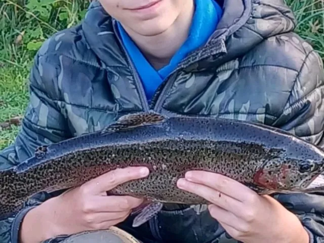 Regenbogenforelle