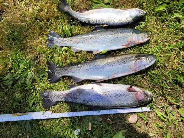 Regenbogenforelle