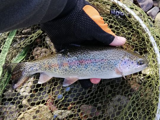 Regenbogenforelle