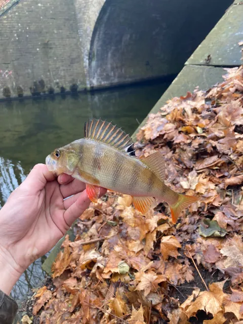 Flussbarsch