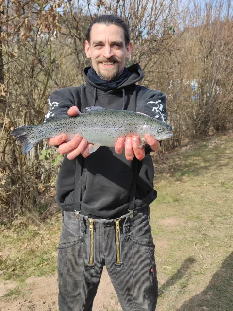 Regenbogenforelle