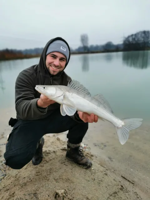 Zander