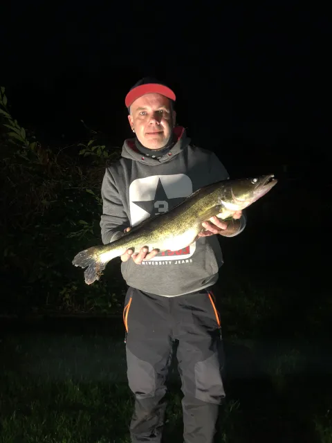 Zander