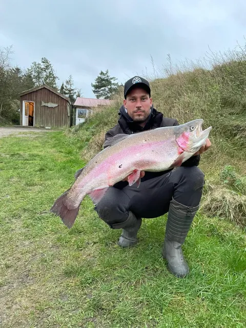 Regenbogenforelle