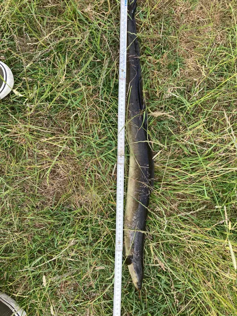 Aal