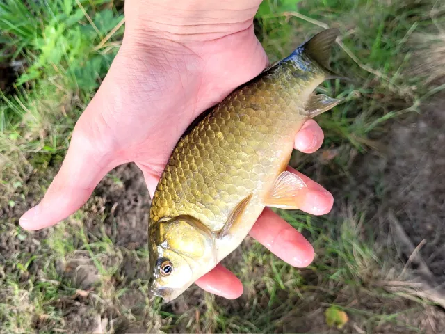 Karausche