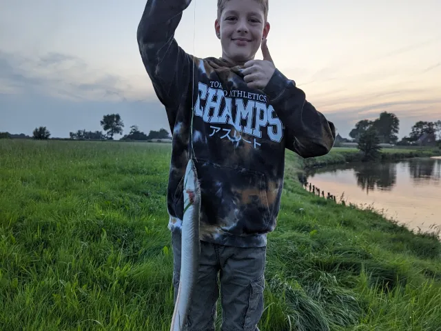 Aal