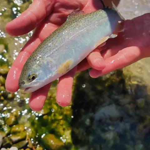 Regenbogenforelle