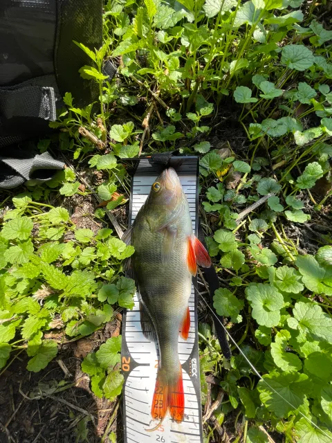 Flussbarsch