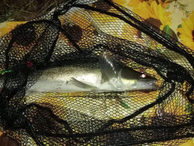 Zander
