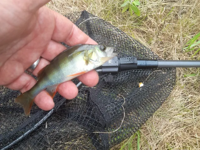Flussbarsch